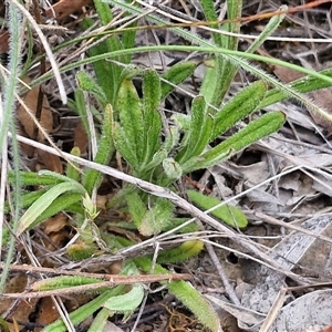 Coronidium scorpioides at Gundary, NSW - 17 Nov 2024