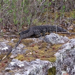 Varanus rosenbergi at Twelve Mile Peg, NSW - 16 Nov 2024 by Clarel