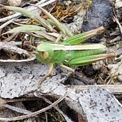 Praxibulus sp. (genus) (A grasshopper) at Gundary, NSW - 17 Nov 2024 by trevorpreston