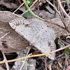 Taxeotis intextata (Looper Moth, Grey Taxeotis) at Gundary, NSW - 17 Nov 2024 by trevorpreston