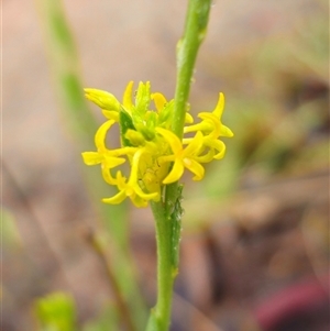 Pimelea curviflora var. sericea at Captains Flat, NSW - 17 Nov 2024