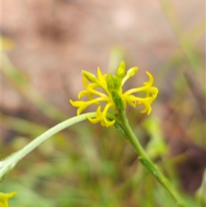 Pimelea curviflora var. sericea at Captains Flat, NSW - 17 Nov 2024