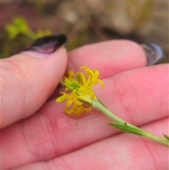 Pimelea curviflora var. sericea at Captains Flat, NSW - 17 Nov 2024