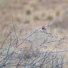 Taeniopygia guttata (Zebra Finch) at Tibooburra, NSW - 17 Nov 2024 by Darcy