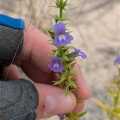 Stemodia florulenta (Bluerod, Bluetop) at Tibooburra, NSW - 17 Nov 2024 by Darcy