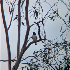 Artamus leucorynchus (White-breasted Woodswallow) at Tibooburra, NSW - 17 Nov 2024 by Darcy