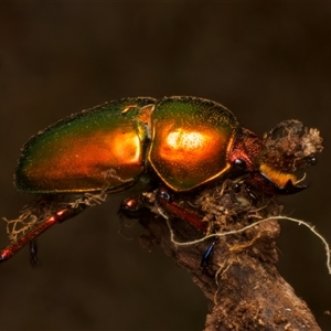 Lamprima aurata at Ainslie, ACT - 17 Nov 2024