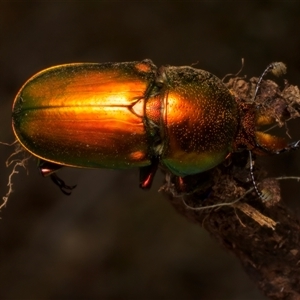 Lamprima aurata at Ainslie, ACT - 17 Nov 2024