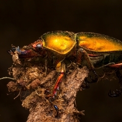 Lamprima aurata at Ainslie, ACT - 17 Nov 2024