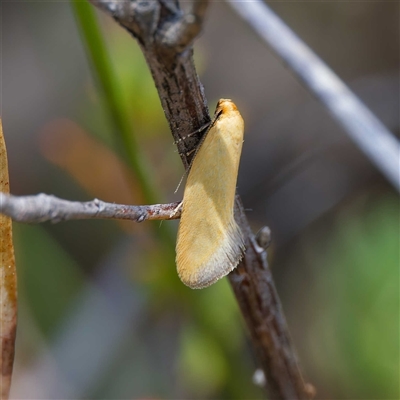 Microbela allocoma (A concealer moth) at Bruce, ACT - 10 Nov 2024 by DPRees125