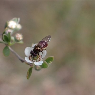 Psilota rubra (Red-tailed hoverfly) at Murrumbateman, NSW - 13 Nov 2024 by SimoneC