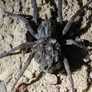 Lycosidae (family) at Kambah, ACT - 16 Nov 2024 09:01 PM