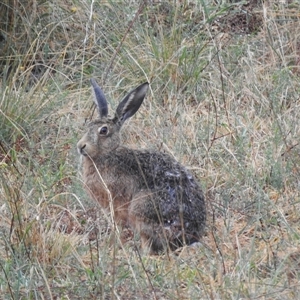 Lepus capensis at Kambah, ACT - 17 Nov 2024 04:20 PM