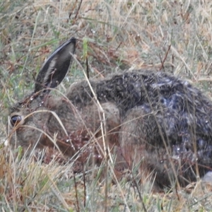 Lepus capensis at Kambah, ACT - 17 Nov 2024 04:20 PM