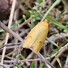 Endeolena aurinatella (Wingia Group) at Gundary, NSW - 17 Nov 2024 by trevorpreston