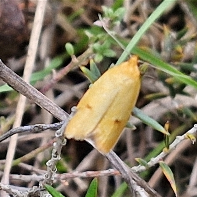 Endeolena aurinatella (Wingia Group) at Gundary, NSW - 17 Nov 2024 by trevorpreston