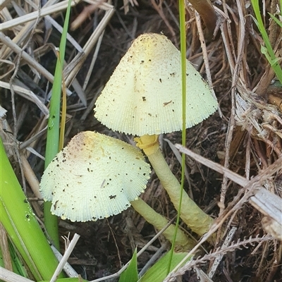 Leucocoprinus birnbaumii (Plantpot Dapperling) at Shark Creek, NSW - 16 Nov 2024 by Topwood