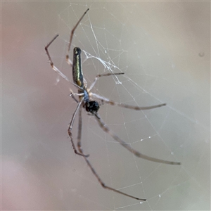 Tetragnatha sp. (genus) at Lyneham, ACT - 17 Nov 2024