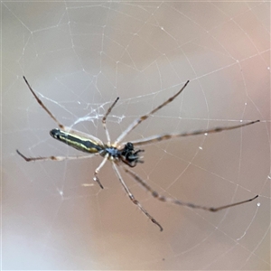 Tetragnatha sp. (genus) at Lyneham, ACT - 17 Nov 2024