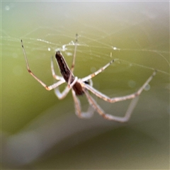 Tetragnatha sp. (genus) at Lyneham, ACT - 17 Nov 2024