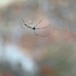 Tetragnatha sp. (genus) at Lyneham, ACT - 17 Nov 2024