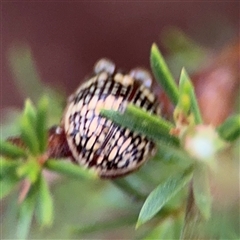 Paropsis pictipennis at Lyneham, ACT - 17 Nov 2024 02:00 PM