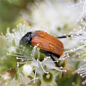 Phyllotocus rufipennis at Lyneham, ACT - 17 Nov 2024 02:00 PM