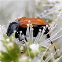 Phyllotocus rufipennis at Lyneham, ACT - 17 Nov 2024 02:00 PM