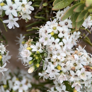 Myoporum parvifolium at Lyneham, ACT - 17 Nov 2024 01:55 PM