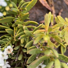 Myoporum parvifolium at Lyneham, ACT - 17 Nov 2024 01:55 PM