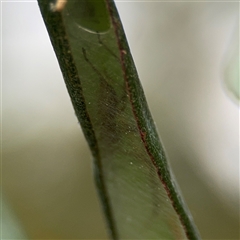 Cheiracanthium sp. (genus) at Lyneham, ACT - 17 Nov 2024 by Hejor1