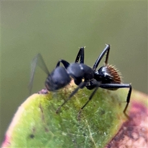 Camponotus aeneopilosus at Lyneham, ACT - 17 Nov 2024 01:49 PM