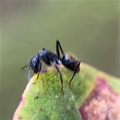 Camponotus aeneopilosus at Lyneham, ACT - 17 Nov 2024