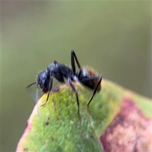 Camponotus aeneopilosus at Lyneham, ACT - 17 Nov 2024