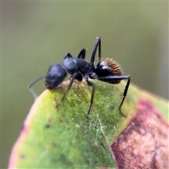 Camponotus aeneopilosus at Lyneham, ACT - 17 Nov 2024