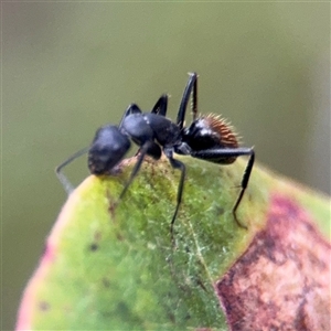 Camponotus aeneopilosus at Lyneham, ACT - 17 Nov 2024 01:49 PM