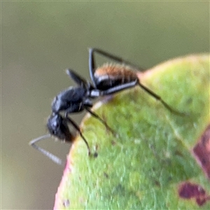 Camponotus aeneopilosus at Lyneham, ACT - 17 Nov 2024