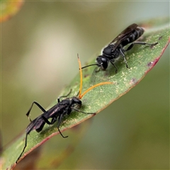 Pison sp. (genus) (Black mud-dauber wasp) at Lyneham, ACT - 17 Nov 2024 by Hejor1