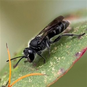 Pison sp. (genus) at Lyneham, ACT - 17 Nov 2024