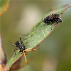 Pison sp. (genus) at Lyneham, ACT - 17 Nov 2024