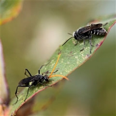 Pison sp. (genus) at Lyneham, ACT - 17 Nov 2024