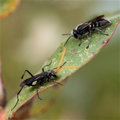 Pison sp. (genus) at Lyneham, ACT - 17 Nov 2024