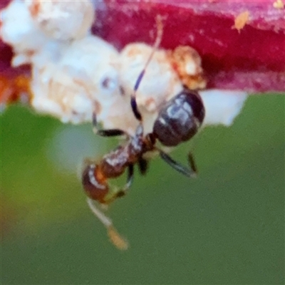 Papyrius sp. (genus) (A Coconut Ant) at Lyneham, ACT - 17 Nov 2024 by Hejor1