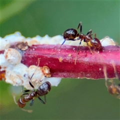 Papyrius sp. (genus) at Lyneham, ACT - suppressed