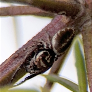 Opisthoncus sp. (genus) at Lyneham, ACT - 17 Nov 2024 01:44 PM