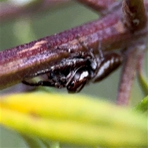 Opisthoncus sp. (genus) at Lyneham, ACT - 17 Nov 2024 01:44 PM