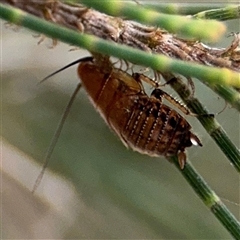 Ellipsidion sp. (genus) (A diurnal cockroach) at Lyneham, ACT - 17 Nov 2024 by Hejor1