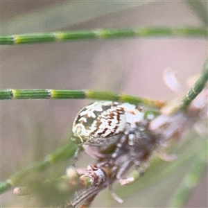 Opisthoncus sp. (genus) at Lyneham, ACT - 17 Nov 2024 01:42 PM