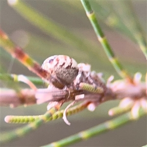 Opisthoncus sp. (genus) at Lyneham, ACT - 17 Nov 2024 01:42 PM