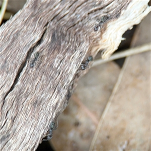 Formicidae (family) at Lyneham, ACT - 17 Nov 2024 01:36 PM